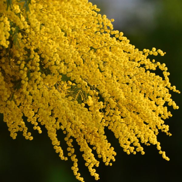 Mimosa