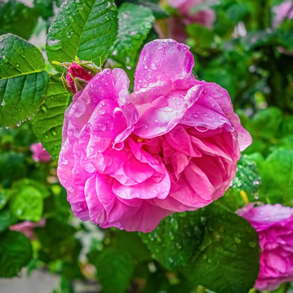 rose-of-taif