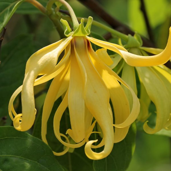 ylang-ylang